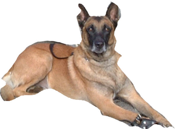 chien.jpg (27348 octets)